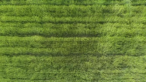 Green wheat field in the wind. Ears of wheat on the field blown by the wind. Stock-Footage 241820688