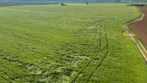 Green wheat field in the wind. Ears of wheat on the field blown by the wind. Stock Footage 241821057