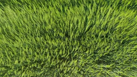 Green wheat field in the wind. Ears of wheat on the field blown by the wind. Stock Footage 241821058