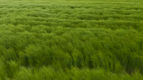 Green wheat field in the wind. Ears of wheat on the field blown by the wind. Vídeos de archivo 241821060