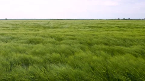 Green wheat field in the wind. Ears of wheat on the field blown by the wind. Stock Footage 241821431