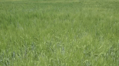 Green wheat field with wind Stock Footage 39076813