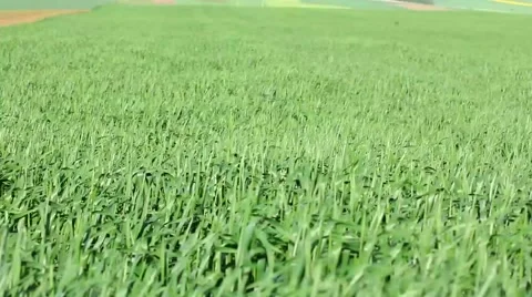 Green wheat field in the wind Stock Footage 54026701