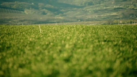 Green wheat field in the wind Stock Footage 73987362