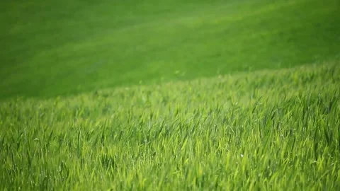 Green wheat field in the wind Stock Footage 130895677
