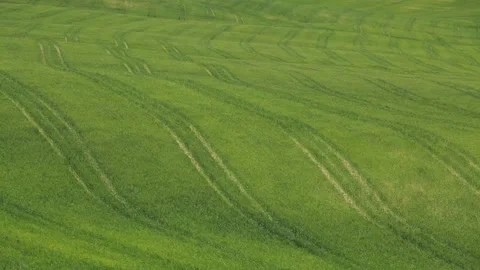 Green wheat field in the wind Stock Footage 130896120