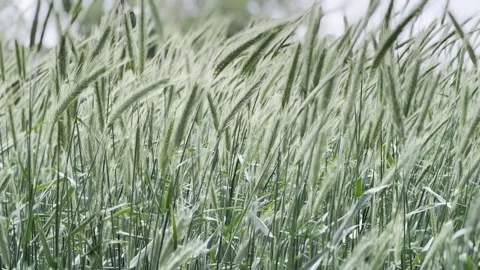 Green wheat field in wind Stock-Footage 337042097