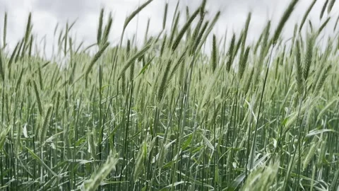 Green wheat field in wind Stock-Footage 337042098