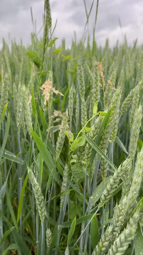 Green Wheat Field Wind Stock Footage 342500128