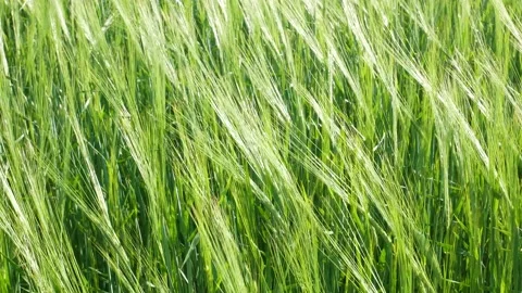 Green wheat on the field. The wind shakes the ears Stock Footage 197009196