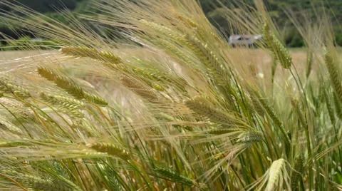 Green Wheat field on windy day and countryside scene Stock Footage 51661256