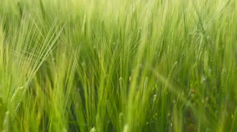 Green Wheat field on windy day and countryside scene Stock Footage 65230117