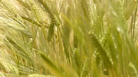 Green Wheat field on windy day and countryside scene Stock Footage 65230137