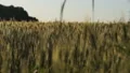 Green wheat field, winter crops growing, agriculture business, national wealth HD Footage