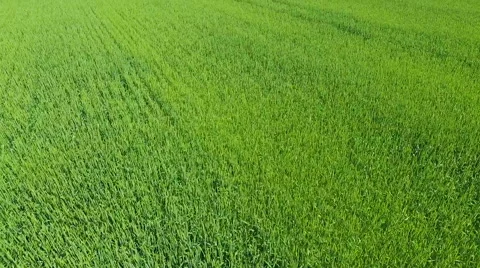 Green Wheat Field.Aerial View Stock Footage 64765876