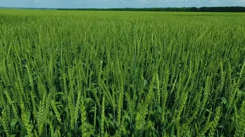 Green Wheat Field.Aerial View Stock Footage 64767729