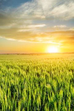 Green wheat fields and beautiful sky clouds at sunrise. Stock Photos