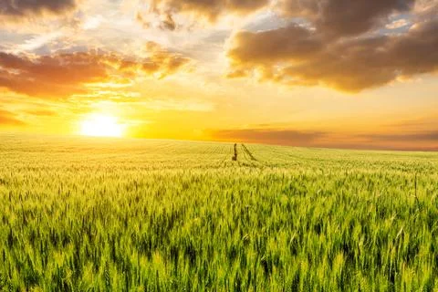 Green wheat fields and beautiful sky clouds at sunrise. Stock Photos