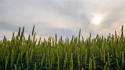 Green Wheat Fields and Sky  Med Lowangle  1 1920x1080 24p 80mbps 5D MIII 14bi Stock-Footage 24839835