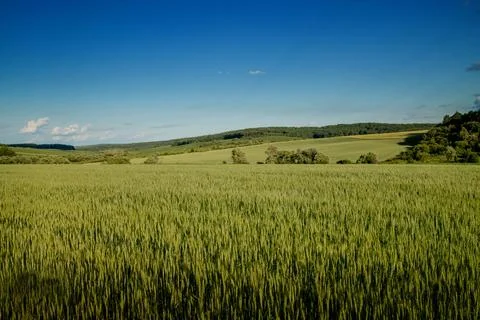Green wheat fields on a background of blue sky. Landscape with a field of spi Stock Photos