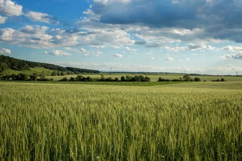 Green wheat fields on a background of blue sky. Landscape with a field of spi Stock Photos