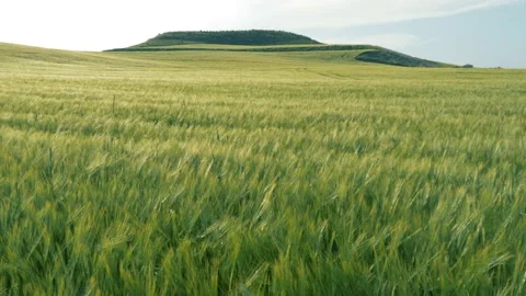 Green wheat fields. Beautiful ears of wheat. Turkey wheat. green field 4K Stock Footage 196953504