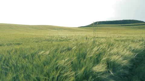 Green wheat fields. Beautiful ears of wheat. Turkey wheat. green field 4K Stock Footage 196953522