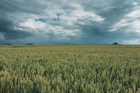 Green wheat fields on a cloudy day. Picturesque dramatic sky. Countryside Foto stock