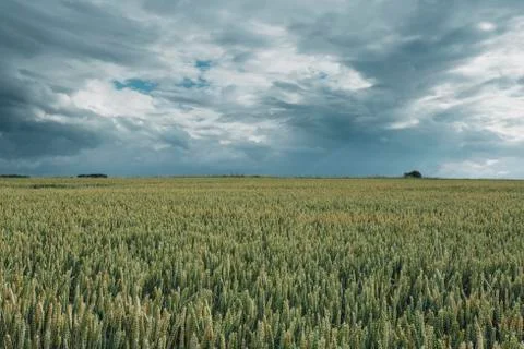 Green wheat fields on a cloudy day. Picturesque dramatic sky. Countryside Foto stock