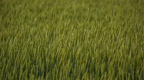 Green Wheat Fields CU 1 1920x1080 24p 80mbps 5D MIII 14bit Raw Stock-Footage 24840307