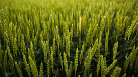Green Wheat Fields CU 2 1920x1080 24p 80mbps 5D MIII 14bit Raw Stock-Footage 24839381