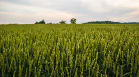 Green Wheat Fields CU With Sky 1 1920x1080 24p 80mbps 5D MIII 14bit Raw Stock-Footage 24840274