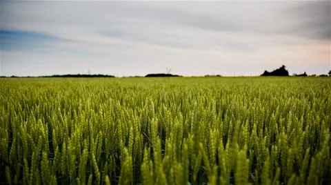 Green Wheat Fields CU With Sky 2 1920x1080 24p 80mbps 5D MIII 14bit Raw Stock-Footage 24840447