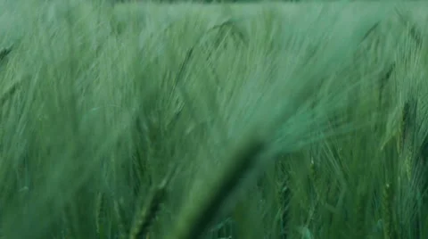 Green Wheat fields 库存影片 44987676