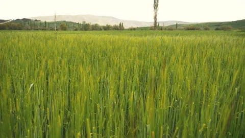 Green wheat fields. nature landscape sky green field clouds. 4K video Stock Footage 240565975