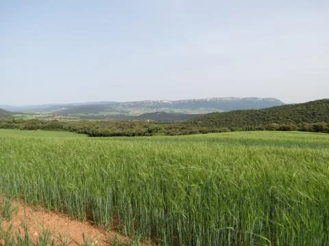 Green wheat fields Stock Photos