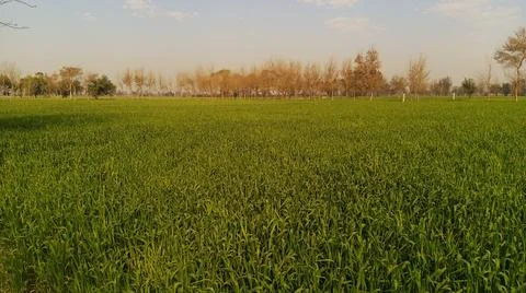 Green wheat fields Stock Photos