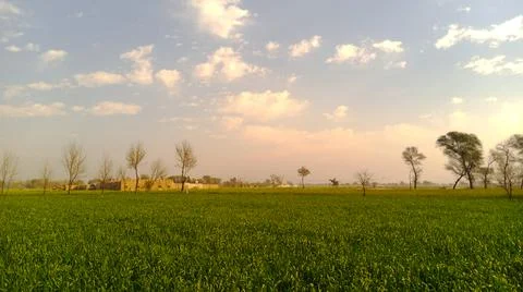Green wheat fields Stock Photos