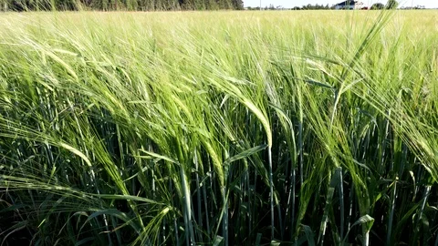 Green Wheat fields in Prince Edward Island Stock Footage 88511873
