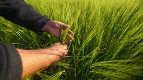 Green wheat fields in the rays of the sun. Landowner checks the future harvest. Stock-Footage 135869988