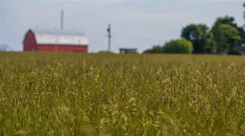 Green Wheat Fields With Red Barn Wide 1 1920x1080 24p 80mbps 5D MIII 14bit Raw Stock-Footage 24845428