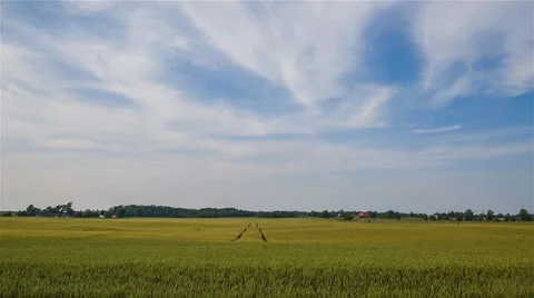 Green Wheat Fields With Sky Master  1  1920x1080 24p 80mbps 5D MIII 14bit Raw Stock-Footage 24845442