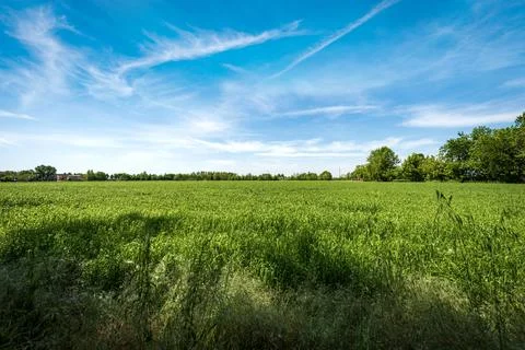Green Wheat Fields in Springtime - Padan Plain or Po valley Lombardy Italy Stock Photos