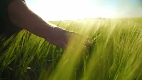 Green wheat fields in the sunrays. The landowner checks the future wheat harvest Stock-Footage 154158807