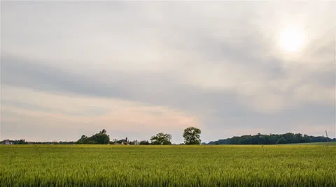 Green Wheat Fields Wide 1 With Master 2 1920x1080 24p 80mbps 5D MIII 14bit Raw Stock-Footage 24845288