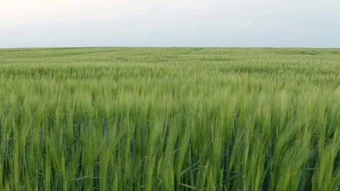 Green wheat fields in the wind Stock Footage 75217735