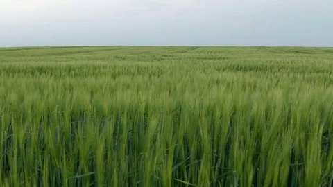 Green wheat fields in the wind Stock Footage 75217832