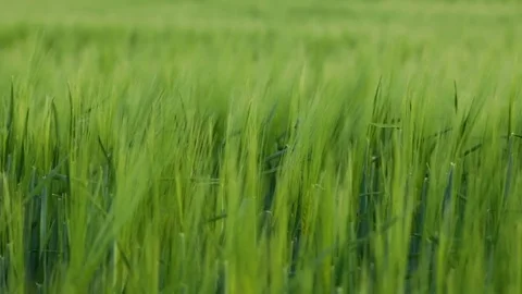 Green wheat fields in the wind Stock Footage 75218038
