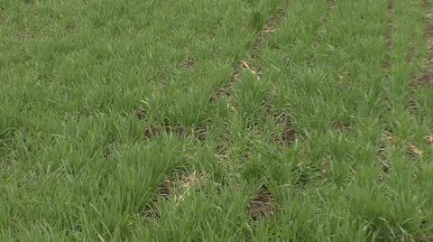 Green wheat flutter on wind Vídeo Stock 36989448