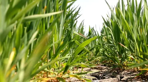 Green Wheat Stock Footage 2916362
